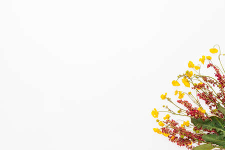 Meadow flowers in the corner of white backgroundの写真素材