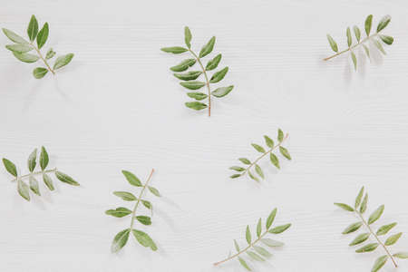 Fresh green leaves on white wooden backgroundの写真素材