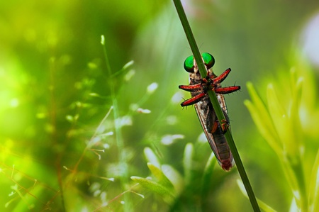 Robberflyの写真素材