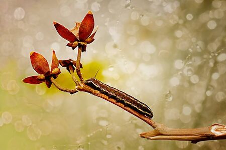 Caterpillarの写真素材