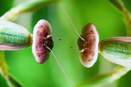 Mantisの写真素材