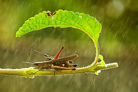 a Grasshopperの写真素材