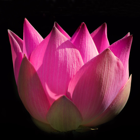 Beautiful pink waterlily or lotus flower on black backgroundの写真素材