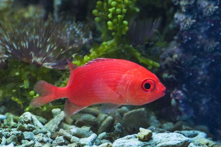 macro close up of red squirrel fish, dwarf squirrelfish, sargocentronの写真素材