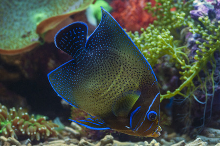 macro close up of angel blue stone marine fish, pomacanthus annularis