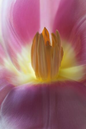 macro close up yellow pistil of pink tulip. inside the tulip detailの写真素材