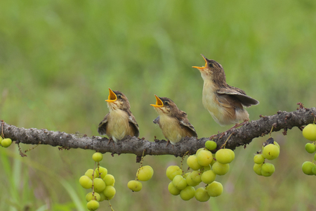 Three infant cisticola birds sitting on dry twigs of phyllanthus acidus waiting for the feedの写真素材