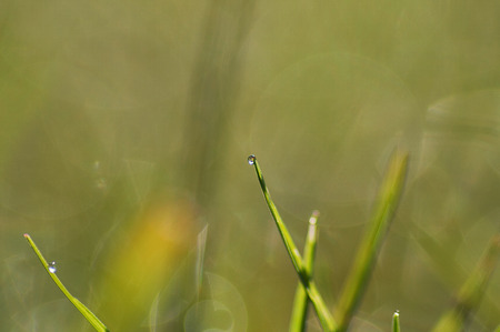 fresh morning dew drops on the grass. imageの写真素材