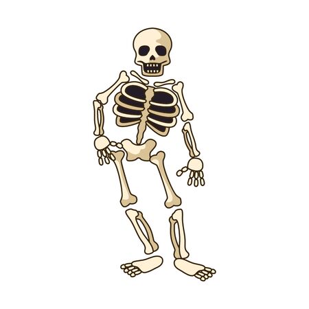 human skeleton icon isolated on white background. vector illustrationのイラスト素材