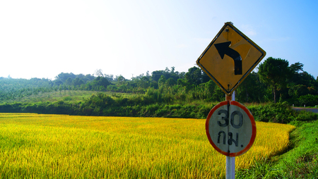 paddy In the rice field and traffic Road sign curve left to Mountainsの写真素材