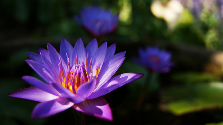 Lotus blossoming spring day / Close up purple lotus in pond garden with sunshine on flower or water lily beautiful green nature backgroundの写真素材