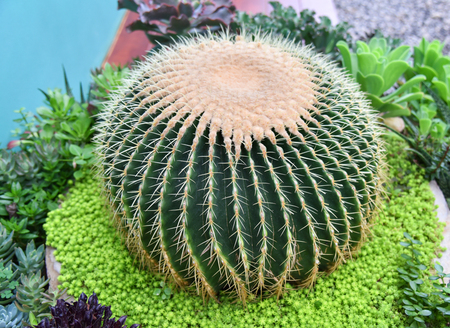 garden cactus / Golden Barrel Cactus flower close up of green Cactus plant round with thorn - garden cactus golden ball in the  nature green background  - Echinocactus grusoniiの写真素材