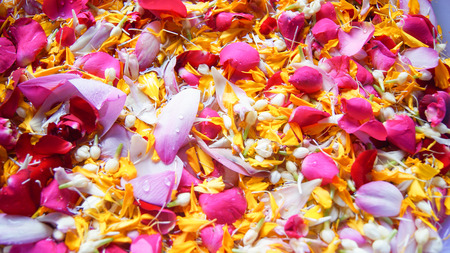 flower background / pink rose petals and yellow marigold colorful rose petals flower background texture on the waterの写真素材