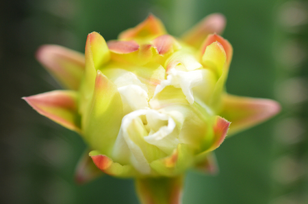 cactus flower beautiful blossoming on cactus tree / close up colorful plant flower cactus growing in summer garden green blur backgroundの写真素材