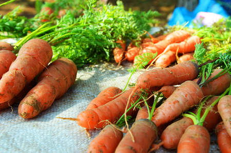 Fresh carrot / harvest of carrots in field - Pile of fresh carrot harvest organic farm the vegetable garden fieldの写真素材