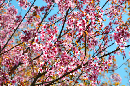 Wild Himalayan Cherry / tree of pink flower wild himalayan cherry blossoming in forest spring blue sky background -  thai sakura at phu lom lo Loei Thailandの写真素材