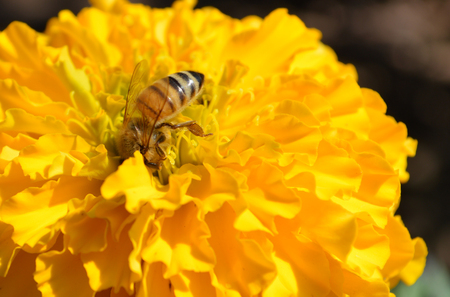 insect bee on yellow flower/ Bee collects pollen for honeybee in the garden autumn blur background - marigold blossoming bright day with insectの写真素材