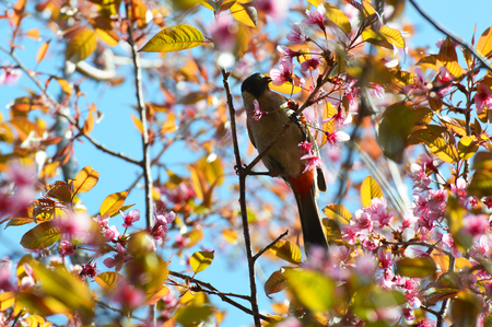 bird on branch pink tree / beautiful bird  on pink flower tree wild himalayan cherry or thai sakura - red whiskered bulbul birdの写真素材