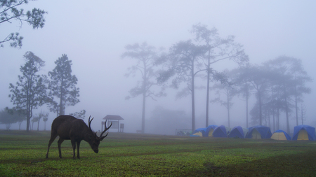 landscape deer in fog / brown red deer animal wildlife graze eating grass on green field with mist fog in morning and tent camping pine tree background deer in national parkの写真素材