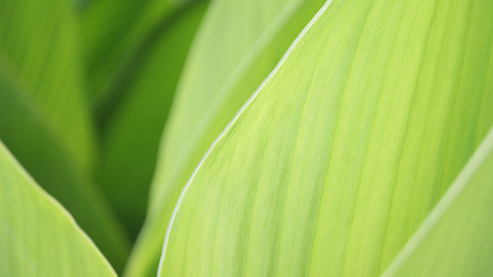 green leaf background / close up nature frame green beautiful plant leaves blurred soft green background in garden copy space fresh bright wallpaper nature patternの写真素材
