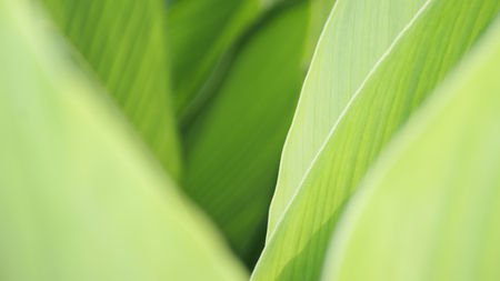 green leaf background / close up nature frame green beautiful plant leaves blurred soft green background in garden copy space fresh bright wallpaper nature patternの写真素材
