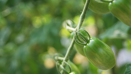 Tomatoes on vine / Green tomatoes on vine tree nature background - fruit tomatoes growing in organic vegetables farm green houseの写真素材