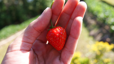 Fresh red Strawberry in hand garden
background / Strawberry harvest in hand red ripe strawberries fruit in organic garden backgroundの写真素材