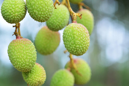 lychee on tree / raw green lychee fruit  on branch tree - tropical fruit on nature green backgroundの写真素材