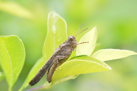 brown grasshopper / insect of grasshoppe field on green leaf on nature green blur background - close up  Macro insectの写真素材