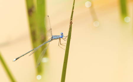 dragonfly on leaf / insects blue dragonfly resting on green leaf beautiful nature water background - Macro dragonfly on natureの写真素材
