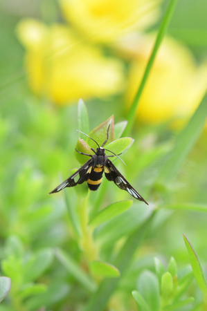 insects on grass / yellow and black insect on green plant flower garden with blur green field backgroundの写真素材