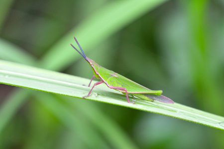 Green grasshopper on leaf / little grasshopper field on green plant nature blur backgroundの写真素材