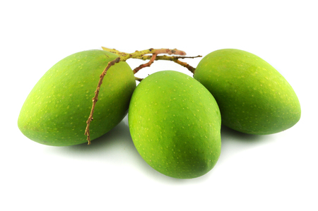 Green mango isolated / three raw mango fruit isolated on white background - fresh green mango tropical fruit from the gardenの写真素材