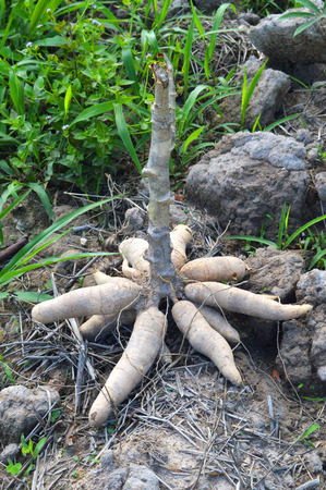 Cassava plantation and harvest   agriculture Thailand Pile of fresh cassava harvested in farmlandの写真素材