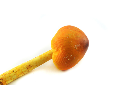 fresh mushroom wild isolated / yellow of mushroom wild isolated on white background - Amanita vahinata / Amanita Muscariaの写真素材