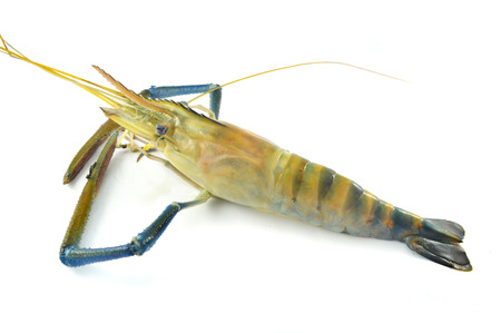 fresh shrimp isolated / raw shrimp on white background - the big blue claw shrimp or prawn for cook seafood (Macrobrachium rosenbergii)の写真素材