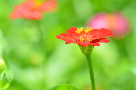 red zinnia flowers / close up of flower red zinnia blossoming on nature green
backgroundの写真素材