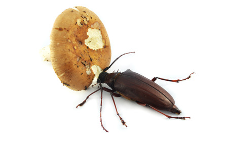 insect eating mushrooms on white background / brown of bug beetle eating mushrooms from nature on...