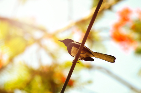 Oriental magpie robin / Magpie bird on wire in summer nature background - Bird on wiresの写真素材