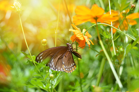 Nature green yellow background / Yellow and green abstract background -  insect butterfly on nature blur bright / brown butterfly on marigold yellow flower blossoming  beautiful backgroundの写真素材