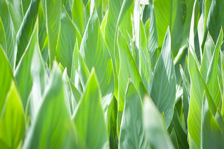 green leaf texture background / nature green plant leaves growing on field background in garden on summer dayの写真素材