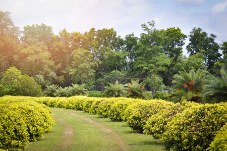 garden pathway green field / the garden park with plant tree shrubs and green lawns landscape design natureの写真素材