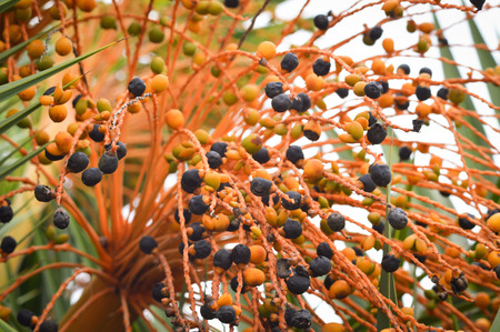 Palm fruit on tree / ripe date palm fruit on the tree in the tropical fruit gardenの写真素材