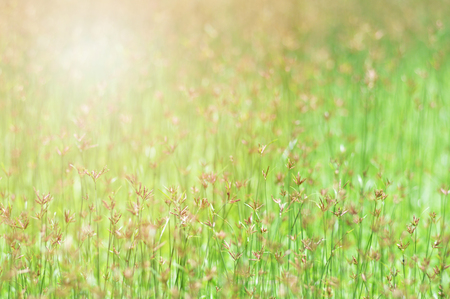 grass field background / Green meadow grass growing on nature green Background - flower grass blossoming Spring bright dayの写真素材