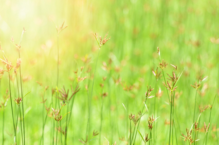 grass field background / Green meadow grass growing on nature green Background - flower grass blossoming Spring bright dayの写真素材