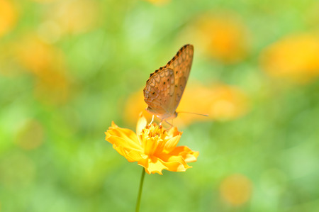 Nature green yellow background / Yellow and green abstract background -  insect butterfly on nature blur bright / brown butterfly on marigold yellow flower blossoming  beautiful backgroundの写真素材