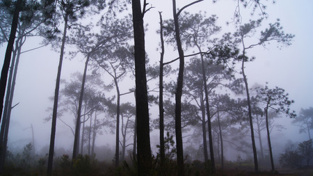 forest fog / pine tree with fog mist  in the morning on winter season - Misty landscape in the dark forestの写真素材