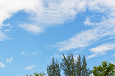 blue sky background / bright day blue sky with clouds and the forest tree foreground in the parkの写真素材