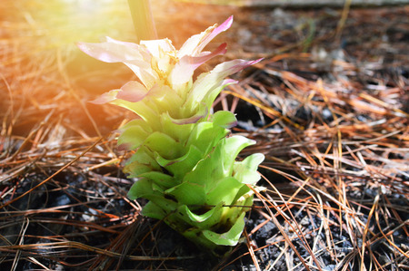 Krachai flower / plant of green krachai flower in pine forest (Siam tulip)の写真素材