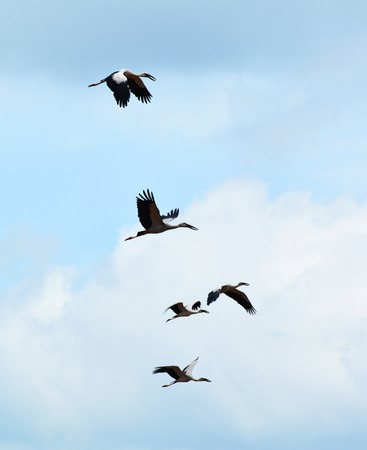 birds flying on blue sky / five of asian openbill or stork asian white openbill bird flying on sky to find foodの写真素材